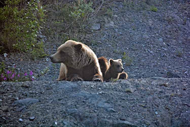 grizzly and cub
